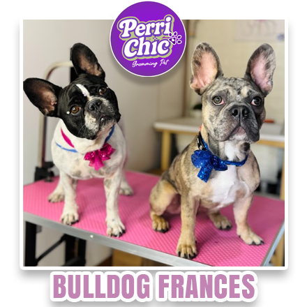 Grooming de Bichón Maltés en Puente Alto — Perrichic
